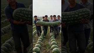 Farmers harvest rare long hybrid watermelon