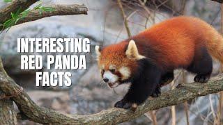 Interesting Red Panda Facts - Beyond the Cute Appearance