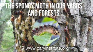 The Spongy Moth in Our Yards and Forests