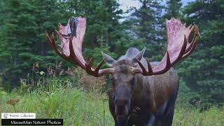 Non Typical Rack Big Bull Moose Sheds His Velvet #moose #nature