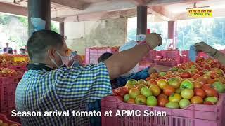 A glimpse of season arrival tomato at Subzi Mandi Solan H.P.  g