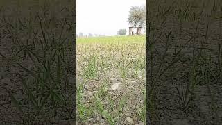 Wheat Crop 24-12-24 #wheatcrop #agriculture #villagelife