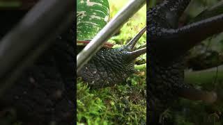 Snail Move | Satisfying Snail Video