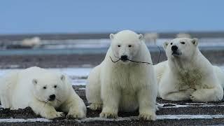 Polar Bear Stick Play