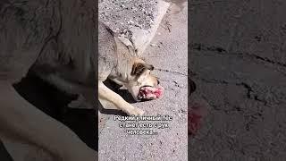 Из громадного числа двуногих, беспризорные пробьются к тем, кто их подкармливает...