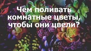 Чем поливать комнатные цветы, чтобы они цвели?