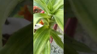 decoration plants