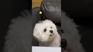 #강아지 #petlovers #寵物狗狗精選 #cute #반려견 #puppy #강아지브이로그 #pets #cutedog #funny