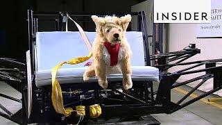 How Pet Product Are Tested For Safety