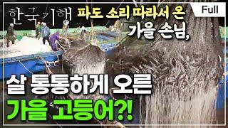 [Full] 한국기행 - 그리워라 가을 소리 제3부 가을은 고등어다