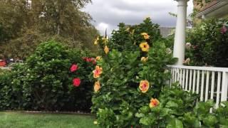 Exotic Hibiscus Landscaping