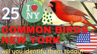 25 common birds in New York City ~  Identify american backyard birds  common American birds 