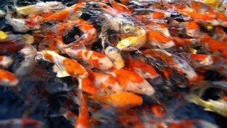 Fish Selection | Choosing Young Koi Fish for Your Pond - Part 1