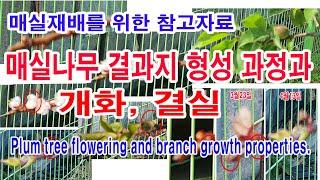매실재배를 위한  매실나무 결과지군 형성과정과 개화, 그리고 결실.  ウメ開花との育つ. Plum tree flowering and branch growth properties.