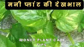 .How to Grow and Care for Money Plants (Pothos) | Gardening Tips #TGMGardening#moneyplant