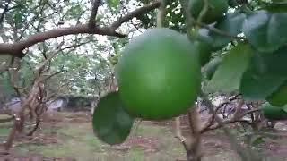 Hãy Đến Đất Phú Diễn Để Mua Giống Bưởi Diễn, Cam Canh Chuẩn, Sai Quả. Vua Bưởi Diễn: 0962392038