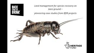 Land management for species recovery on bare ground