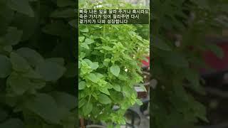 If you want to grow "basil tree" for a long time, try this~ There is an audio explanation subtitle