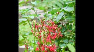 Planting and Caring for a Cardinal Flower