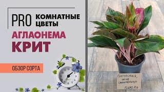 Аглаонема Крит - яркое комнатное растение для стильного озеленения интерьера. Обзор сорта.