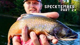 Fall Fishing in Algonquin - A Weekend Adventure for Big Brook Trout