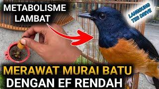 MURAI BATU REMAJA MERAWAT MURAI BATU EF RENDAH | LANGSUNG COBA