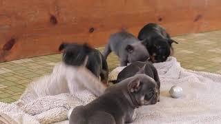 French Bulldog Puppies For Sale