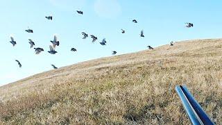 INCREDIBLE Pheasant, Huns, and Sharptail Hunting!!