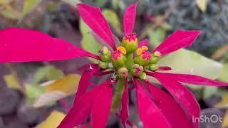 How to grow poinsettia plant and care tips.