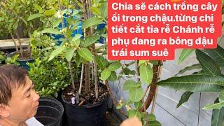 Chia sẽ cách trồng cây ổi trong chậu từng chi tiết,cắt tỉa rễ Chánh rễ phụ đang Ra bông đậu trái ..