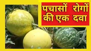  Junglee Medicine Idndrayan Benefits |  मुर्दे तक में जान डालने वाली वनस्पति |
