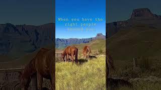 Wild horses freedom opportunity friendships support future alignment cute nature connection Pferde