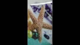 Glow in the Dark Wall Print on Glass - Starfish and Perls
