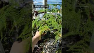 초록색 깃털같은 아스파라거스 나누스 #식물 #식물키우기 #힐링 #아스파라거스 #plants #베란다정원