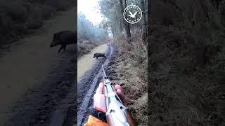 Нарезная вертикалка по кабану #охота #hunter #оружие #охотник #hunt #gun #shotgun #кабан