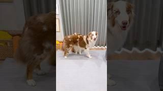 大きい弟犬と小さいお姉ちゃん犬の仲良し技が可愛すぎて尊い【ボーダーコリー・オーストラリアンシェパード】#shorts