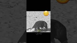 يا علي