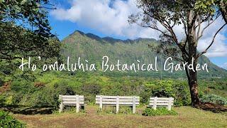 Hawaii Nature | Hoomaluhia Botanical Garden Healing and Refreshing Drive  Hawaii 4K Driving