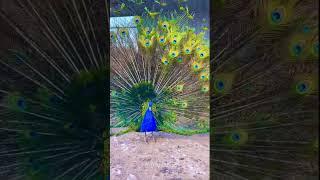 peacock #peacockbeauty #peacock #birds #wildlife #shorts