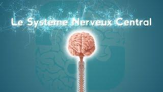 Neurolexique #2 - Le Système Nerveux Central