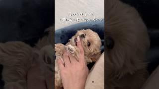 강아지가 계속 사람을 물때 ”아야“라고 한다면? #강아지 #puppy #말티푸 #애견영상 #강아지브이로그
