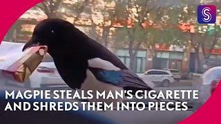 Magpie steals man's cigarette and shreds them into pieces