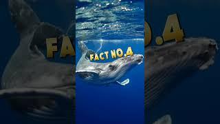 Amazing facts about blue whales #shorts#youtubeshorts #amazingfacts