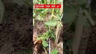 Правильная формировка куста томата! Пасынкование томатов Как удалить пасынки на томатах
