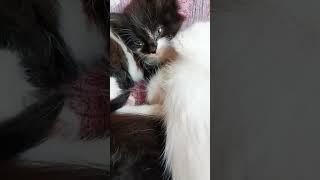 котики  как жить