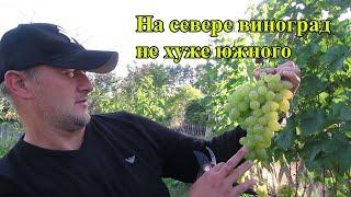 Growing grapes. Grapes in Belarus. Trailer for the VikTor Vin channel. Grape.