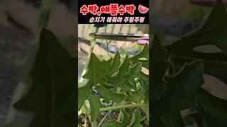 수박,애플수박 순치기~어디를 잘라줘야 하나요?#애플수박기르기#수박순치기#5도2촌#텃밭농사