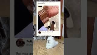 Subscribe :)#memes #dog