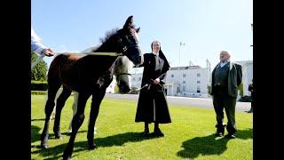 Connemara ponies arrive at Aras an Uachtarain