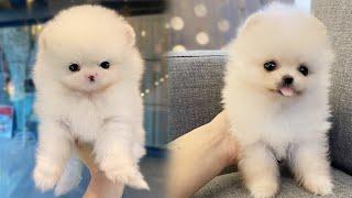  Adult Full-Grown Teacup Pomeranian White Cloud - Bittypuppies